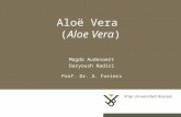 Aloë Vera  ( Aloe Vera )