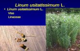 Linum usitatissimum  L.
