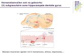 Hersenstamcellen ook na geboorte:  (2) subgranulaire zone hippocampale dentate gyrus
