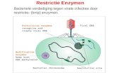Restrictie Enzymen