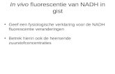 In vivo  fluorescentie van NADH in gist