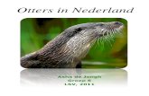 Werkstuk otters in nederland