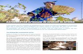 De katoenketen opnieuw in gevaar in Afrika