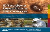 Effectieve bestrijding  van varroa - Wageningen UR
