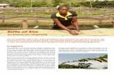 Koffie uit Kivu: een hefboom voor ontwikkeling