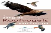 Inkijkexemplaar Hayman's zakgids Roofvogels van europa