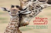 Inkijkexemplaar Slapen giraffen staand