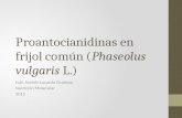 Proantocianidinas Frijol