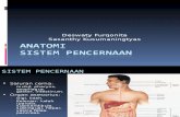 S01 Anatomi Sistem Gastrointestinal