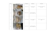 Tabel Klasifikasi Mollusca