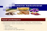 Metabolisme KH (Ok)_2