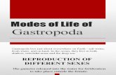 Modes of Life of GASTROPODA