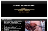 Gastroschisis Ppt