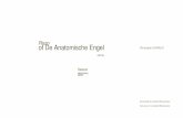 De Anatomische Engel / Extract score