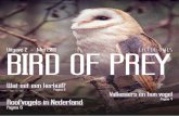Bird of prey | LittleOwls