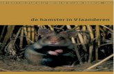 De hamster in Vlaanderen.