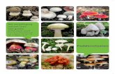 Brochure paddenstoelen