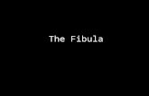 Slideshow: Fibula