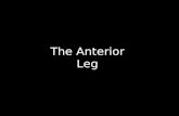 Slideshow: Anterior Leg