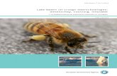 Zaadbehandeling met systemische insecticiden en honingbijen