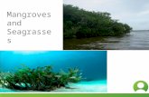 Mangroves & Seagrasses PR10_v0310