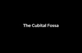 Slideshow: Cubital Fossa