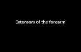 Slideshow: Forearm Extensors