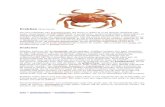 Web viewZo lopen de krabben het gevaar om uit te drogen wanneer ze gedwongen worden om gebieden die vrij zijn van vegetatie te doorkruisen