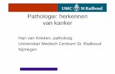 Pathologie: herkennen van kanker - nvvoncologie.nl Krieken.pdf · Pathologie: herkennen van kanker Han van Krieken, patholoog Universitair Medisch Centrum St. Radboud Nijmegen