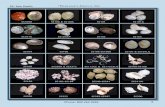 SS100R SS100 & SS100L SS101 SS101A SS101K SS102 …darlenesshells.com/Darlenes_catalog-2012-2013-Sea-Shells.pdf · Phone: 800 262 0265 4 SS: Sea Shells Darlene s Shells, Inc. SS100R