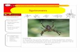 Spinnen project -  · PDF fileBenodigdheden: • Schaar, lijm • Tekenspullen • Papier • Internet • Inktkussen Spinnen Vaardigheden: •Onderzoeksvaar-digheden Denken: