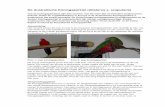 De Australische Koningsparkiet (Alisterus s. scapularis) Koningsparkiet.pdf · De Australische Koningsparkiet (Alisterus s. scapularis) Van de koningsparkieten zijn drie soorten,