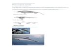 · Web viewwordt verkregen.( zelfs duikboten en torpedo's hebben die vorm) Ichtyosaurus /Bruinvis /Doornhaai   Author tsjok45 Created Date 08/27/2012 14:30:00