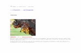 · Web viewEen stukje barnsteen dat is gevonden in de Hondsrug bij Groningen. COPAL Barnsteen of amber is gefossiliseerd, verhard hars ( van meestal coniferen ) soms met ingesloten