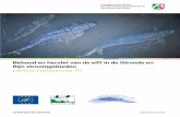 Behoud en herstel van de elft in de Gironde en Rijn ... elft behoort tot één van de meest bedreigde vissoorten in Europa. Aan het begin van de twintigste eeuw kwamen nog grote bestanden