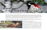 MIJN F ZANTEN - Aviculture Europeaviculture-europe.nl/nummers/10N06A04.pdf · M. I. J. N FA. Z. ANTEN . Tekst en foto’s: Jan Willem Schrijvers. Het zal meer dan 40 jaar geleden