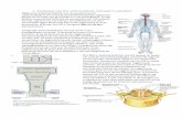 1. Anatomie van het zenuwstelsel: centraal vs. perifeer ... · 1. Anatomie van het zenuwstelsel: centraal vs. perifeer Opbouw zenuwstelsel. Het zenuwstelsel wordt onderverdeeld in