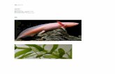 tsjok45.files.wordpress.com  · Web viewDe Mexicaanse salamander, ook gekend als axolotl of wandelvis, is volgens de mythologie een getransformeerde Azteekse god. Het dier is heel