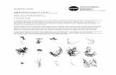 GIUSEPPE LICARI CUB Herbarium print nr. 1 to 83 · Licari presents the variety of plants that resist the city council’s gardening regime and are ready to emerge and reproduce any