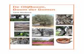 De Olijfboom, Boom der Bomen - _de_boom_onder_de... · PDF fileWortelhout van de olijfboom 50.000 - 60.000 jaar oud versteend olijfblad, gevonden op Santorini Momenteel komen er ongeveer