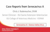 Case Reports from Senecavirus A - vetmed.iastate.edu · Case Reports from Senecavirus A Chris J. Rademacher, DVM Senior Clinician - ISU Swine Extension Veterinarian ... SVD rRT-PCR