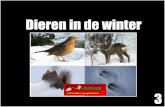 Dieren in de winter - sjaloomdalfsen.nl in deWinter Eduboek geel.pdf · deze dieren in de winter. winter het spoor van een ree in de sneeuw . 2. De egel In de herfst is de egel druk