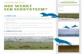 WERKBLAD hoe werkt een ecosysteem?denieuwewildernis.nl/indeklas/les/hoe-werkt-een-ecosysteem... · Wie maaien het gras in de Oostvaardersplassen? De boeren ... Voor een woestijn-ecosysteem