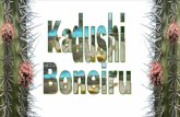 PowerPoint-presentatie - banboneirubek.com Boneiru.pdf · presentatie gemaakt. Hiermee hopen wij u wat beter voor te bereiden op wonen en werken op Bonairet in@ien u wordt angen men.