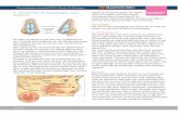 1. Anatomie en fysiologie neus Anatomie Fysiologie · Het palatum (gehemelte) scheidt de neusholte van de keelholte. Bij mensen met een schisis (hazenlip) kan er een doorgang zijn