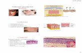 Structuur en functie van de huid - HU Onderzoek/media/lll/docs/presentaties... · pemfigus Dsg-1 Impetigo bullosa 2. Biologische barrière Productie anti-microbiële eiwitten (AMP)