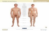 Gebieden van het lichaam 1 1 Algemene anatomie Gebieden ...kellebeek.net/afy/hoofdstukken/H.1 Algemene anatomie.pdf · 1 Algemene anatomie Inhoud Gebieden van het lichaam 1 1.1a,b