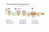 Transmembran-Rezeptoren · Enzym-gekoppelte Rezeptoren Ionenkanal-gekoppelte Rezeptoren G-Protein-gekoppelte Rezeptoren. 2 G-Protein-gekoppelte Rezeptoren N C Extracellular Intracellular