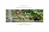 Op Hofstede De Groote Laardegrootelaar.nl/upload/file/quick/Wijngaard.pdf · Na jaren ervaring met duiven op een pergola besloten we kort na onze verhuizing naar Hofstede De Groote