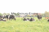 Mts. Deinum-Ensing - NVLV• Sondel • Elahuizen (sinds 2007) • 135 koeien • 5600 liter • 4,20% vet & 3,55% eiwit • 79 hectare cultuur grasland • 36 hectare natuur grasland